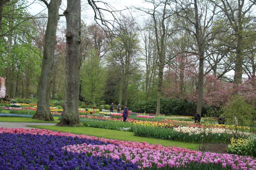 Tulip garden