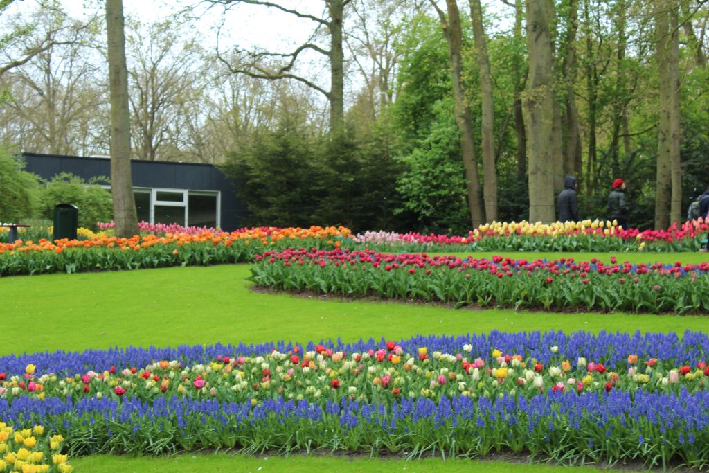 River of flowers