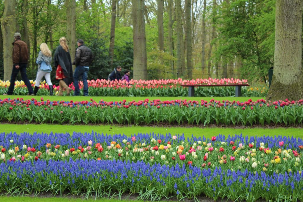 River of flowers