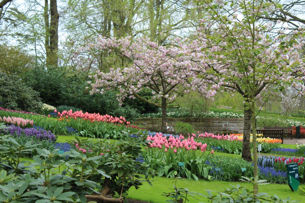 Blooming trees