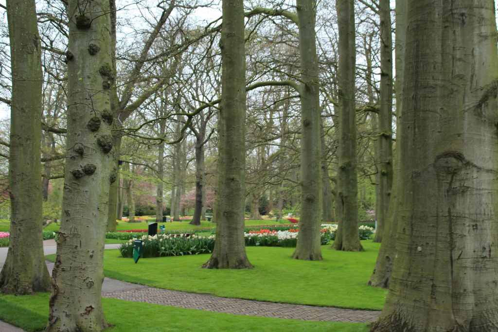 Photo of trees