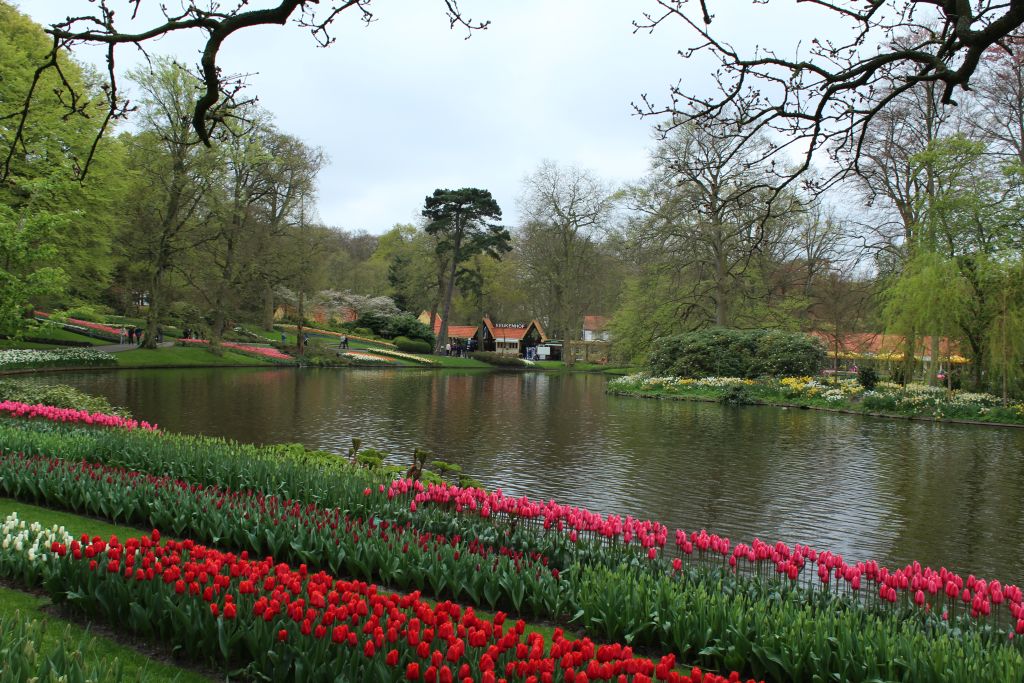 Tulips and a channel