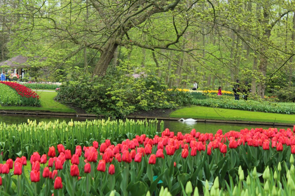 Tulips and a swan in background
