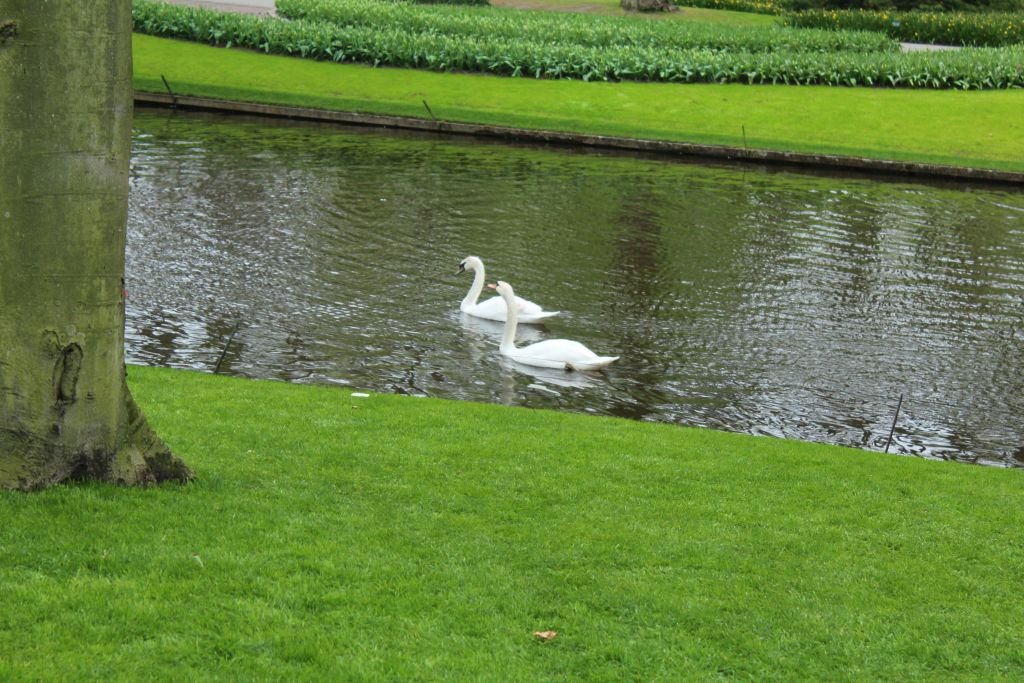 Swans at Keukenhof