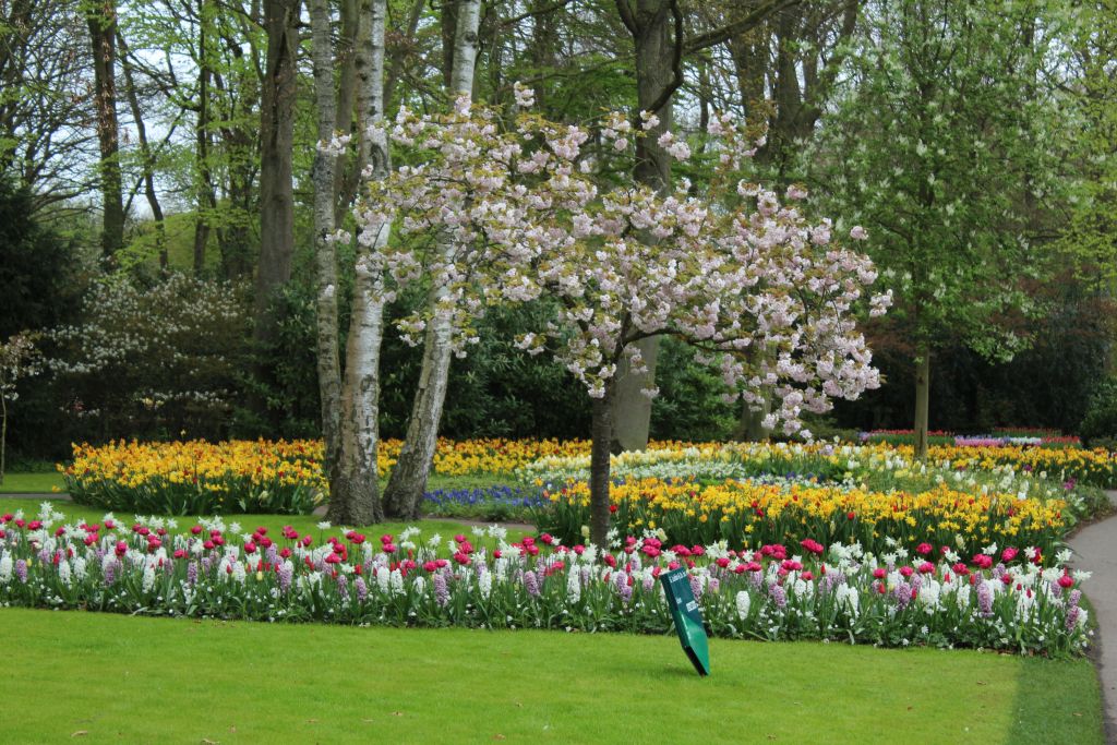 Tulips and a blooming tree