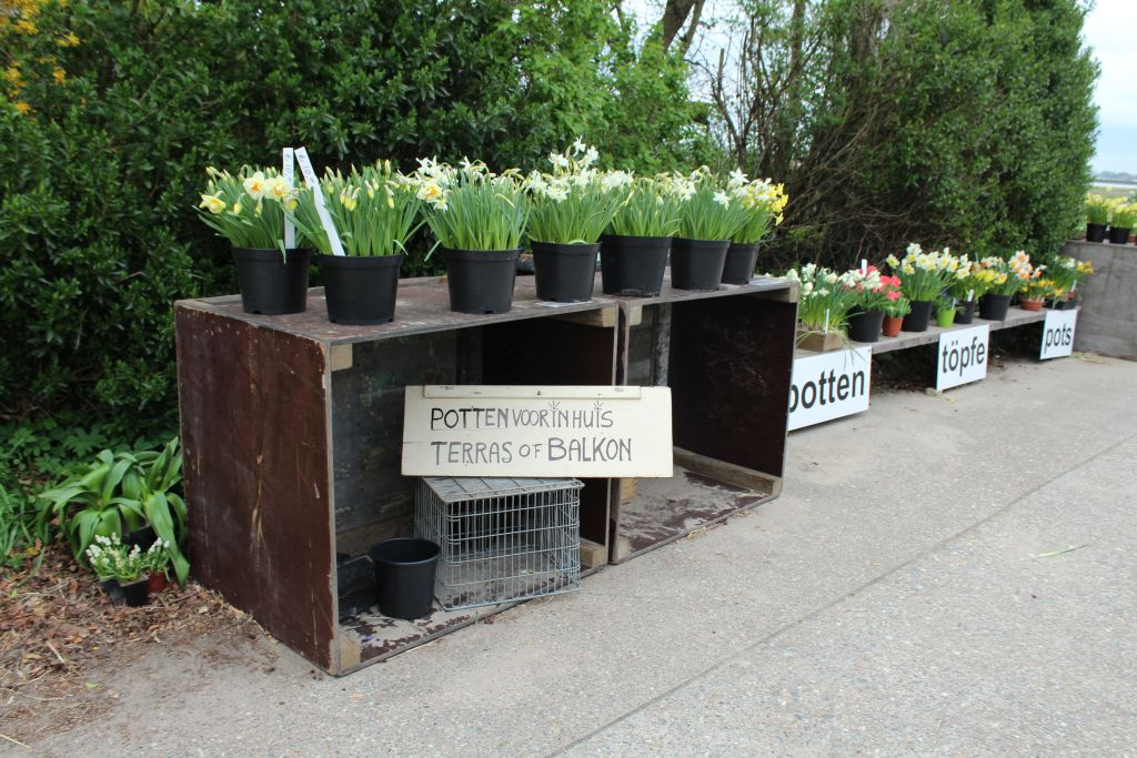 Balcony plants for sale at this nursery 