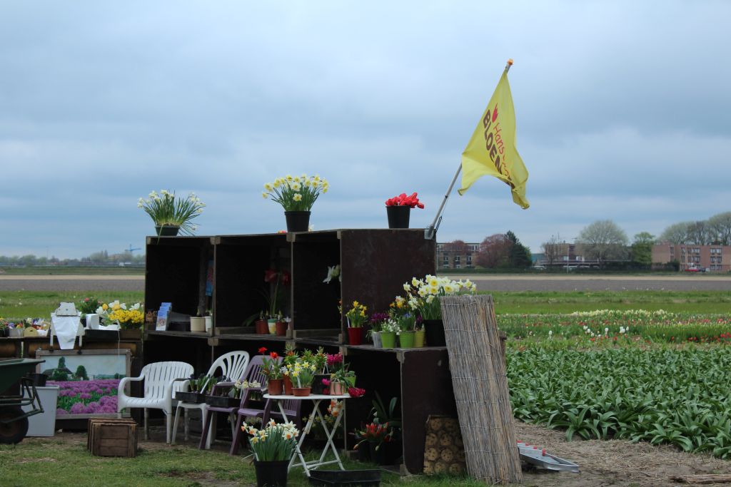 Plant nursery near Keukenhof