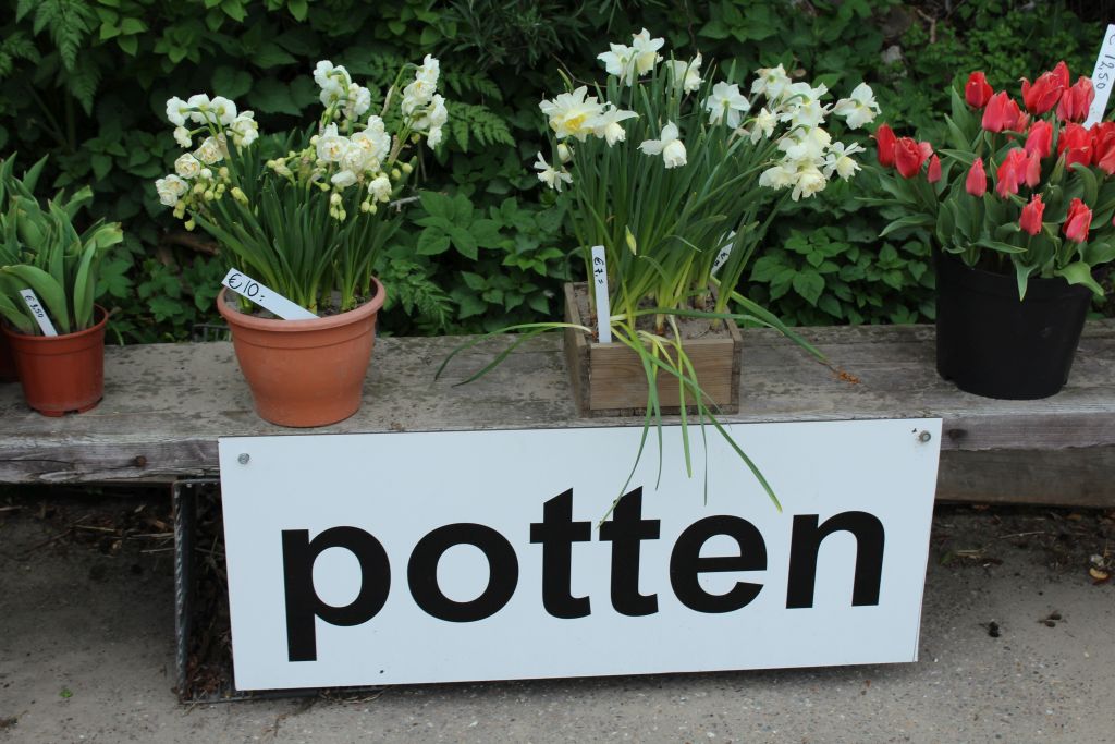 Daffodils and Tulips in pots for sale