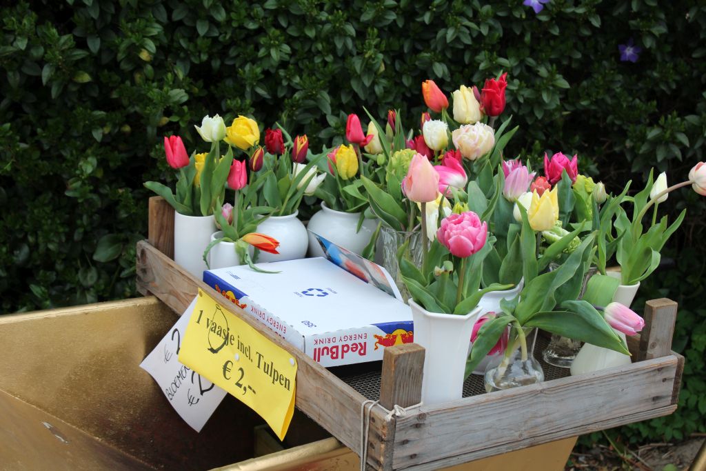 Tulip with a vase for sale