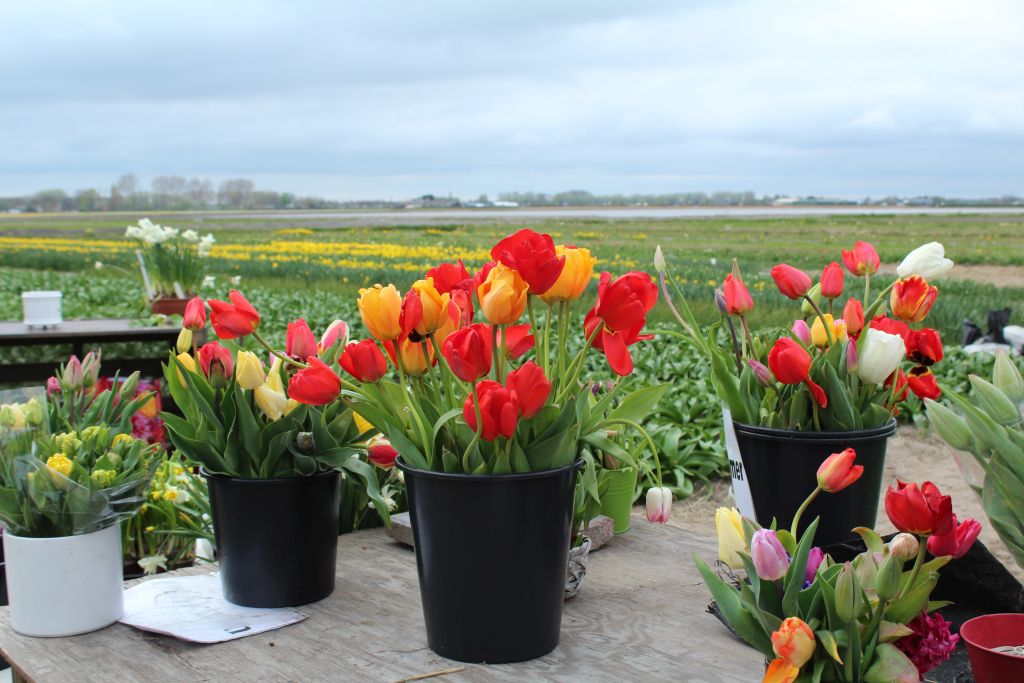 Tulips for sale near Keukenhof