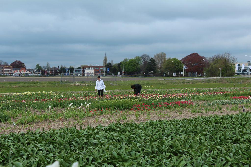 Plant nursery near Keukenhof in The Netherlands