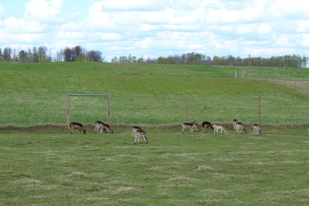 Deers at Berghof