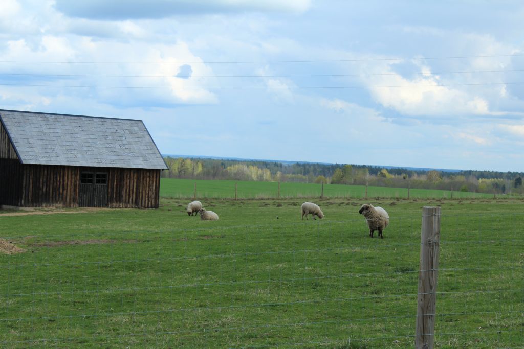 Sheep at Dairy Manor Berghof
