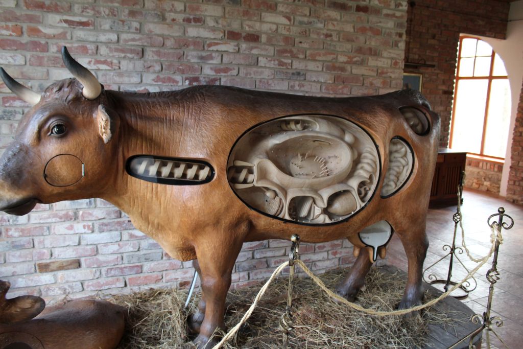 Mechanical cow at Dairy Museum