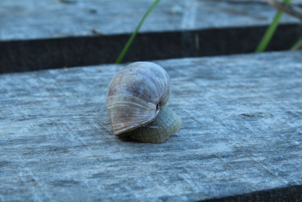 Snails near Rudzisi stone