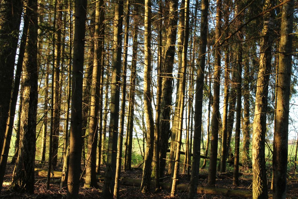 A forest near Rudzisi stone