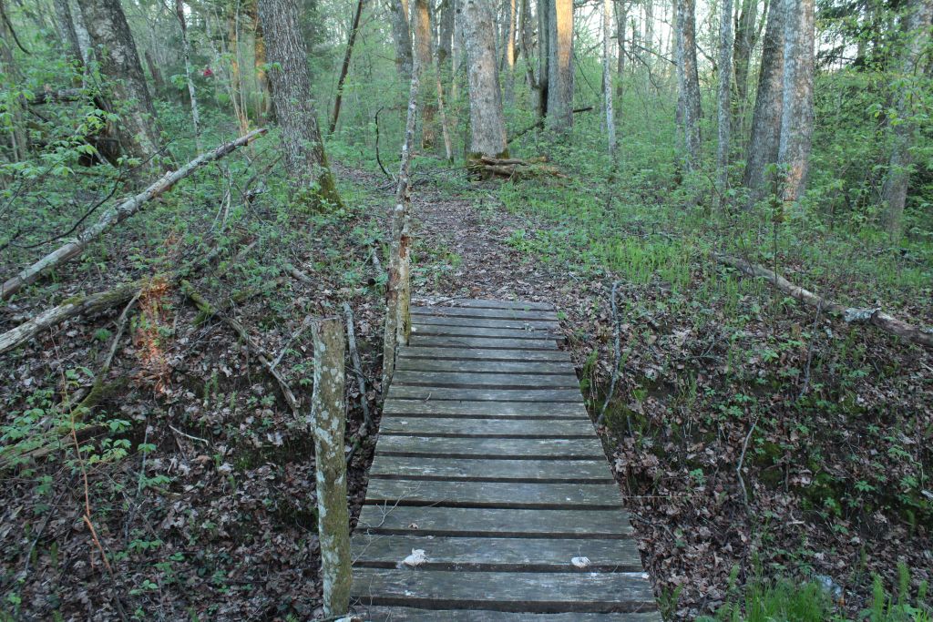 A wooden bridge in the forest