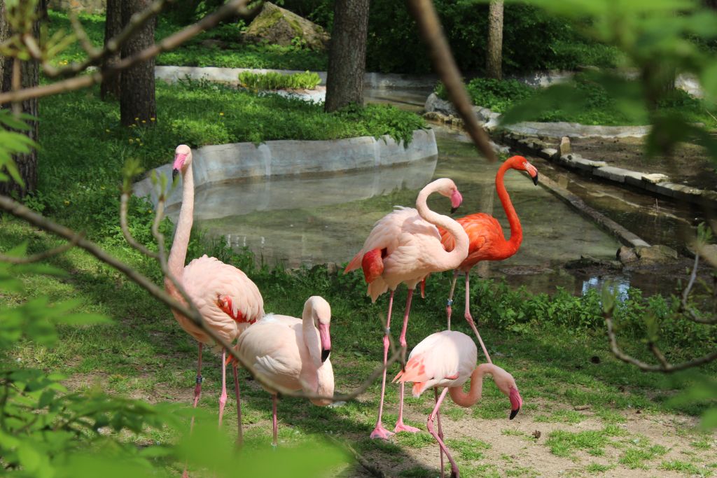 Flamingos at Riga Zoo