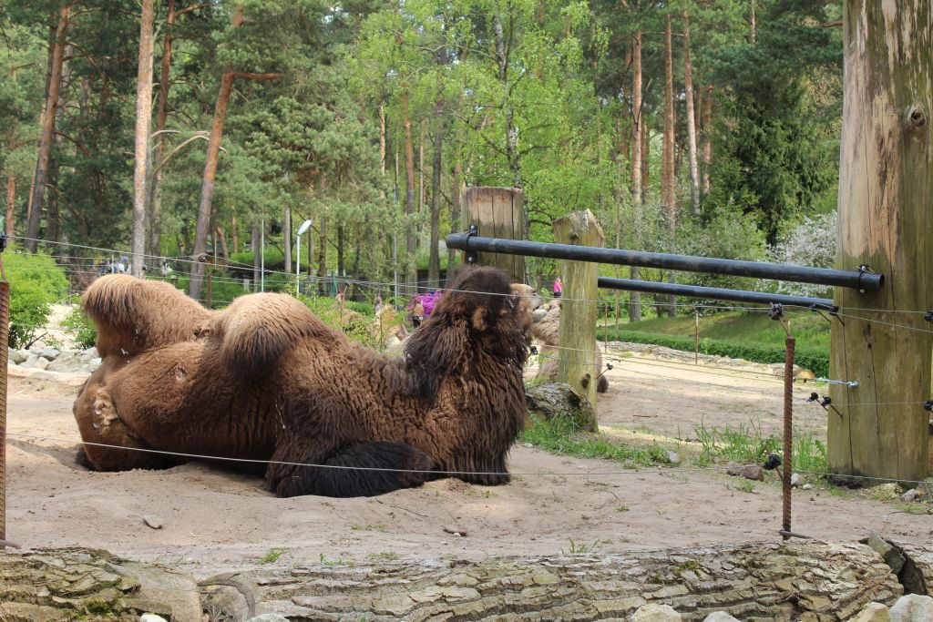 A camel at Riga zoo