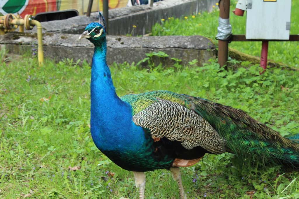A peacock at Riga Zoo
