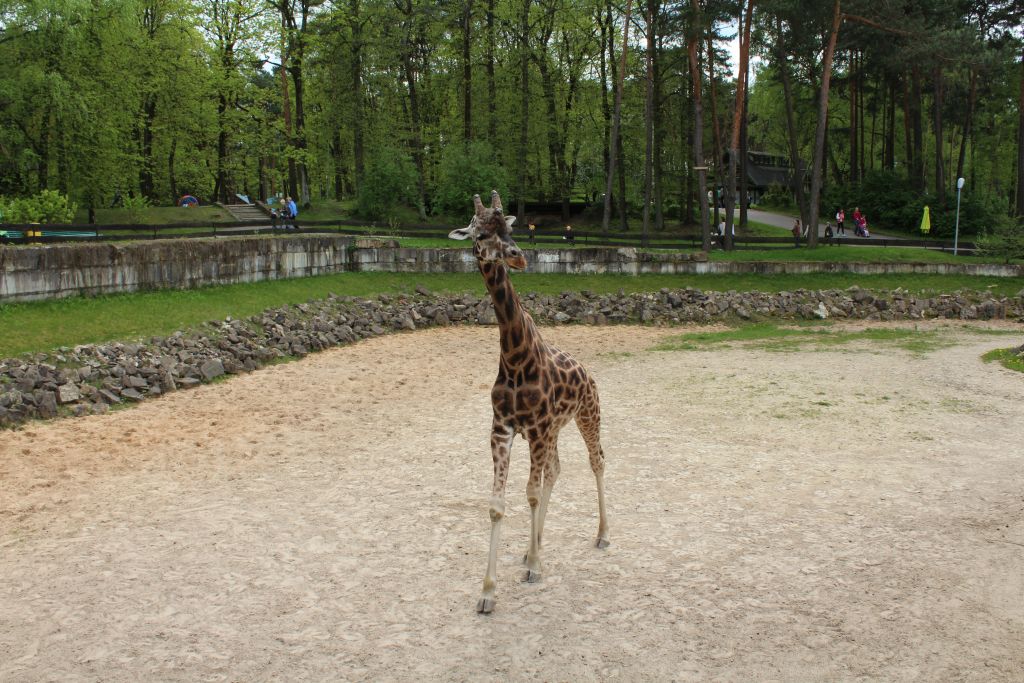 Giraffe at Zoo