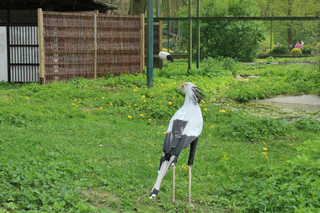 Secretary-bird at Riga Zoo