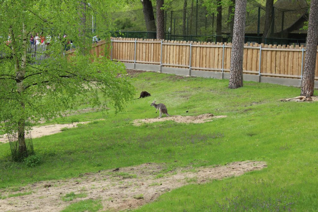 Kangaroos at Riga Zoo