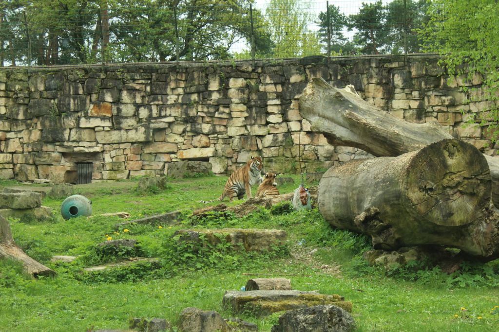 Tigers playing at zoo