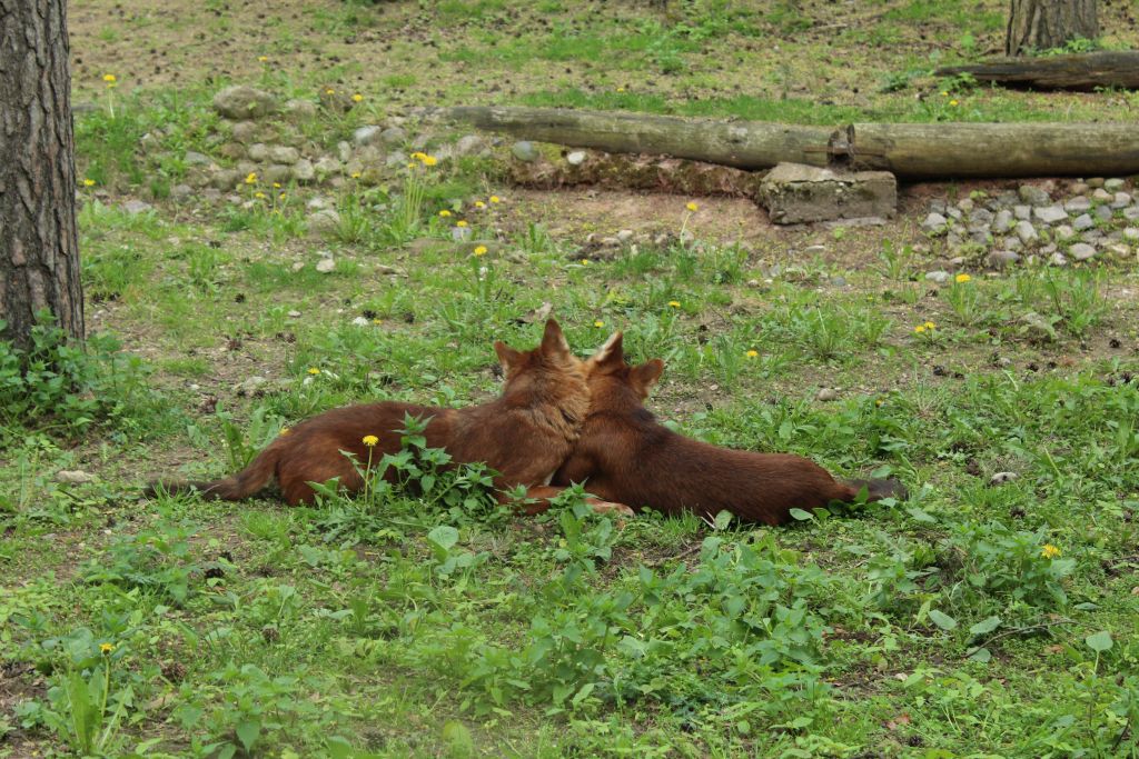 Love moment at Riga zoo