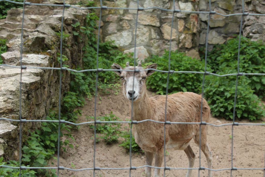 At Riga zoo