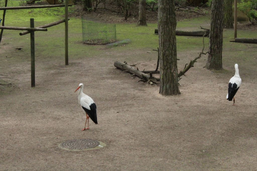Storks at the zoo