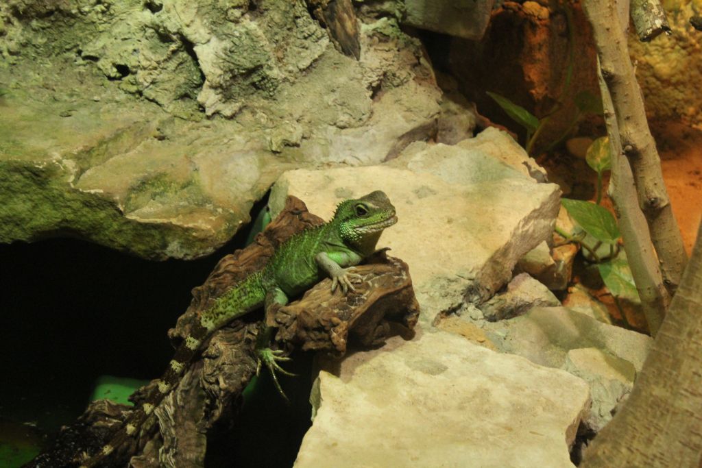 Lizard at Riga zoo