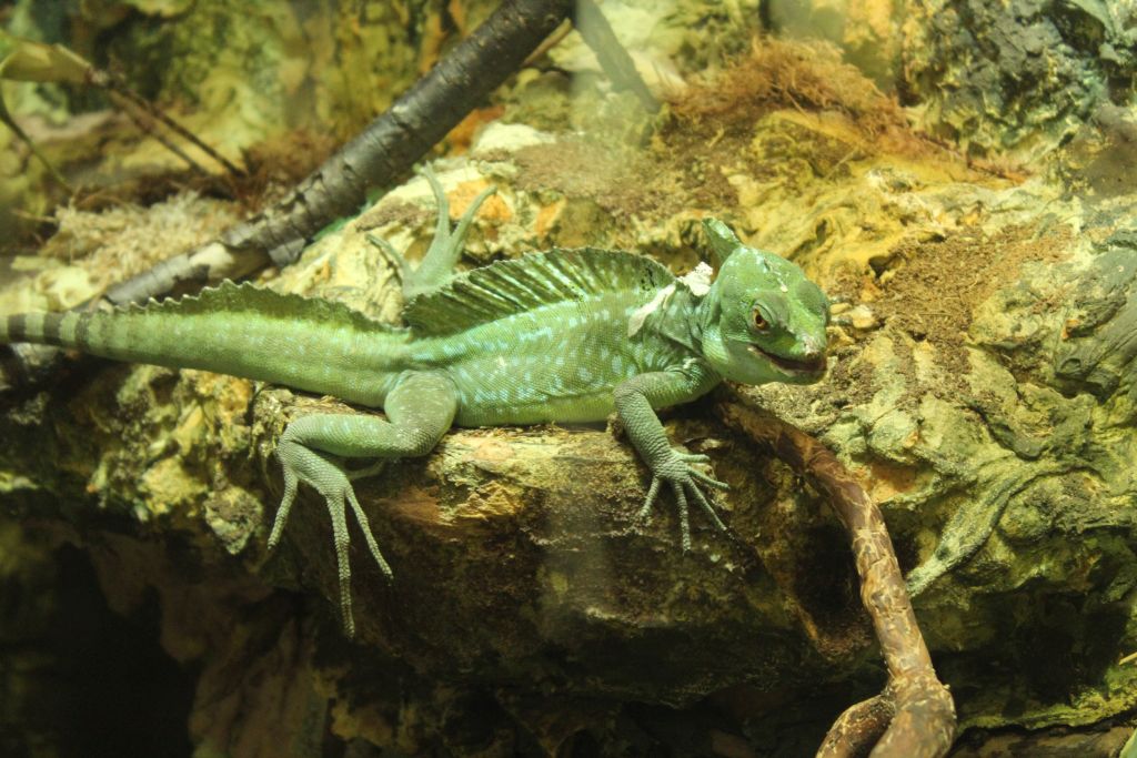 Lizard at Riga zoo