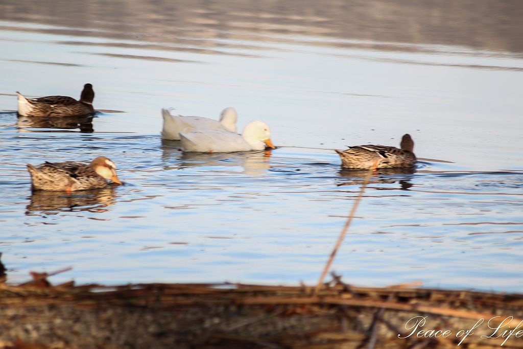 Some can feed ducks here