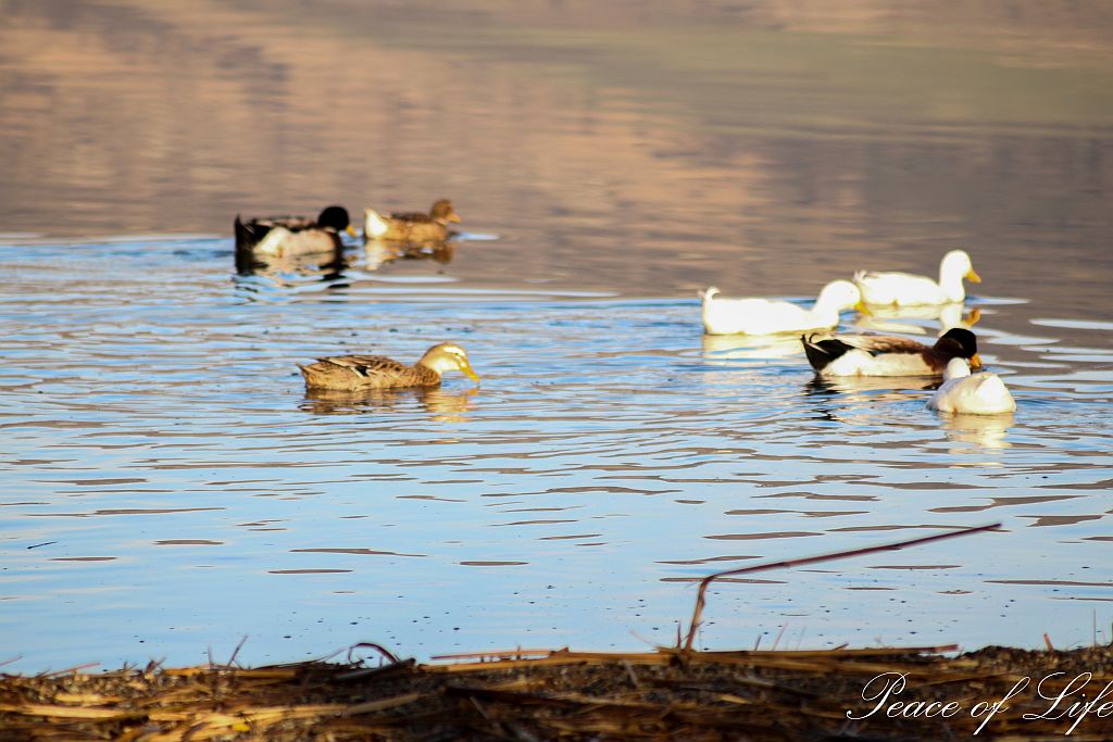 Ducks