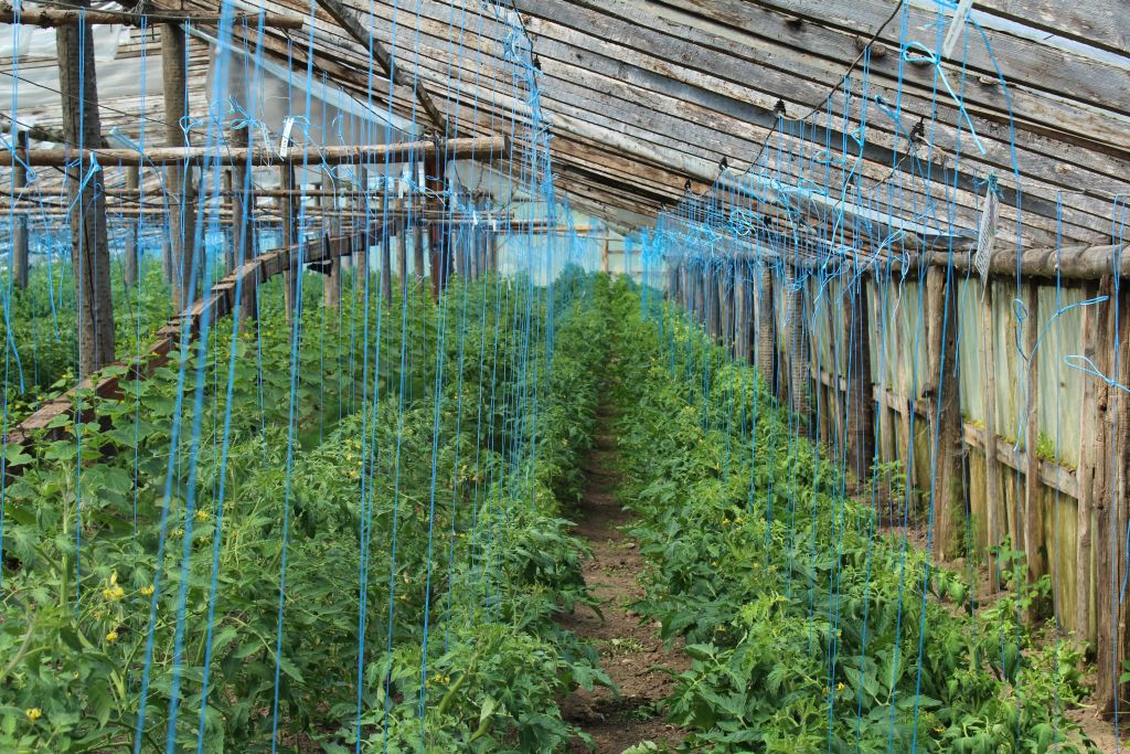 Greenhouse for tomatoes