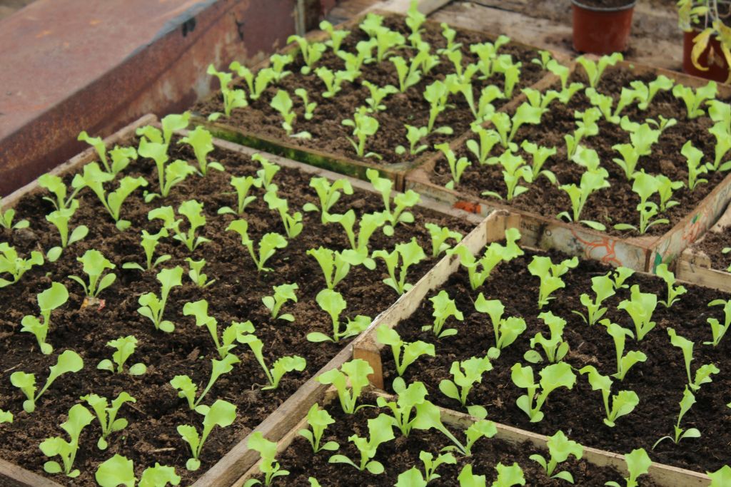 Seedlings