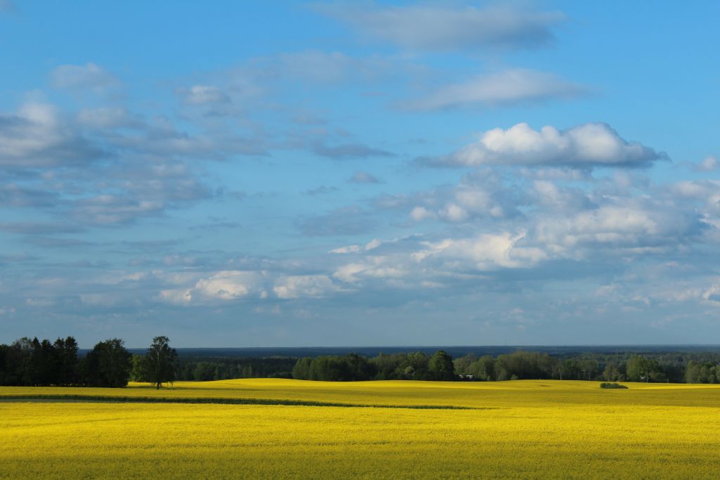 Rapeseed field