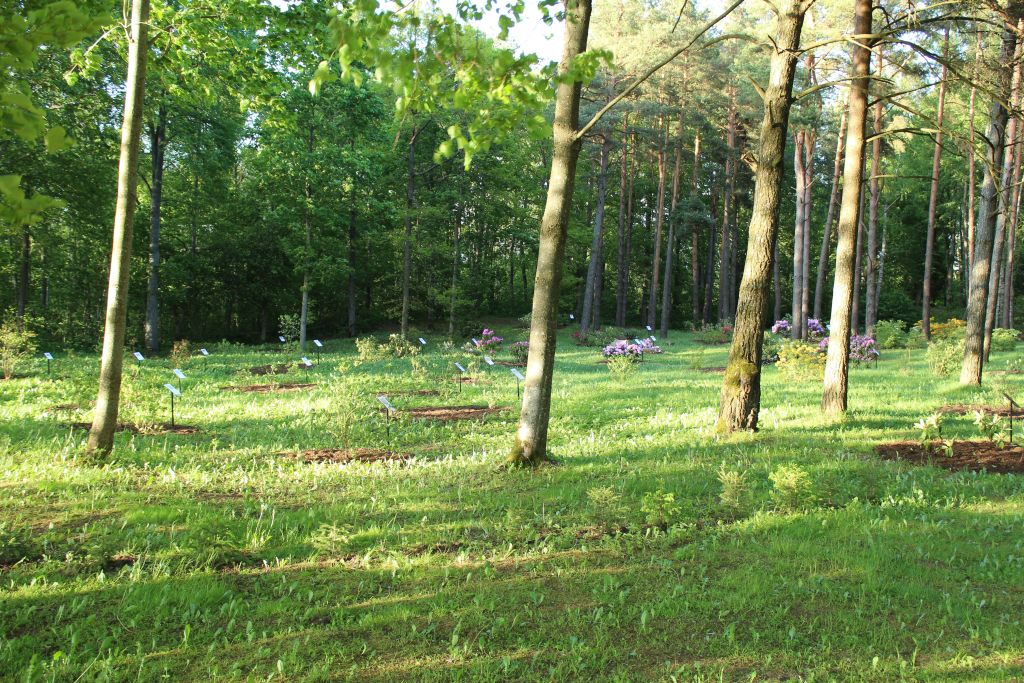 Rhododendron garden in Cirava