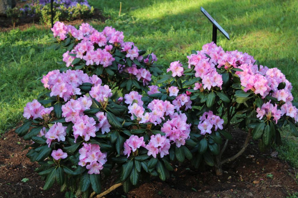 Blooming rhododendron in Cirava