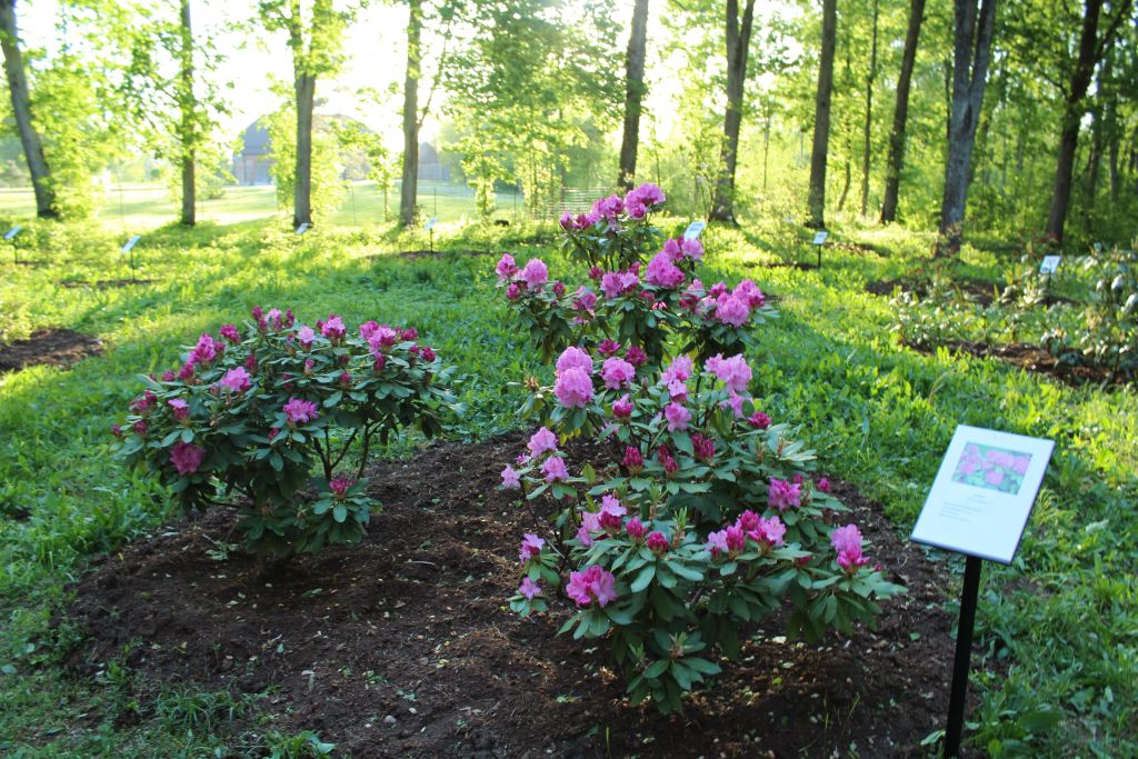 Blooming rhododendron in Cirava