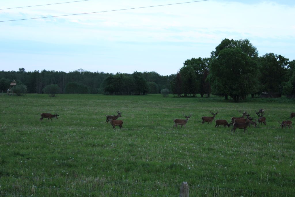 Deer park in Latvia