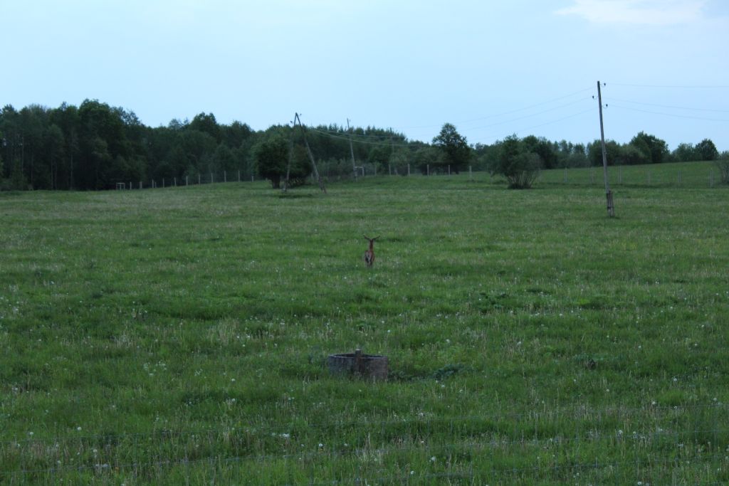 A runaway deer