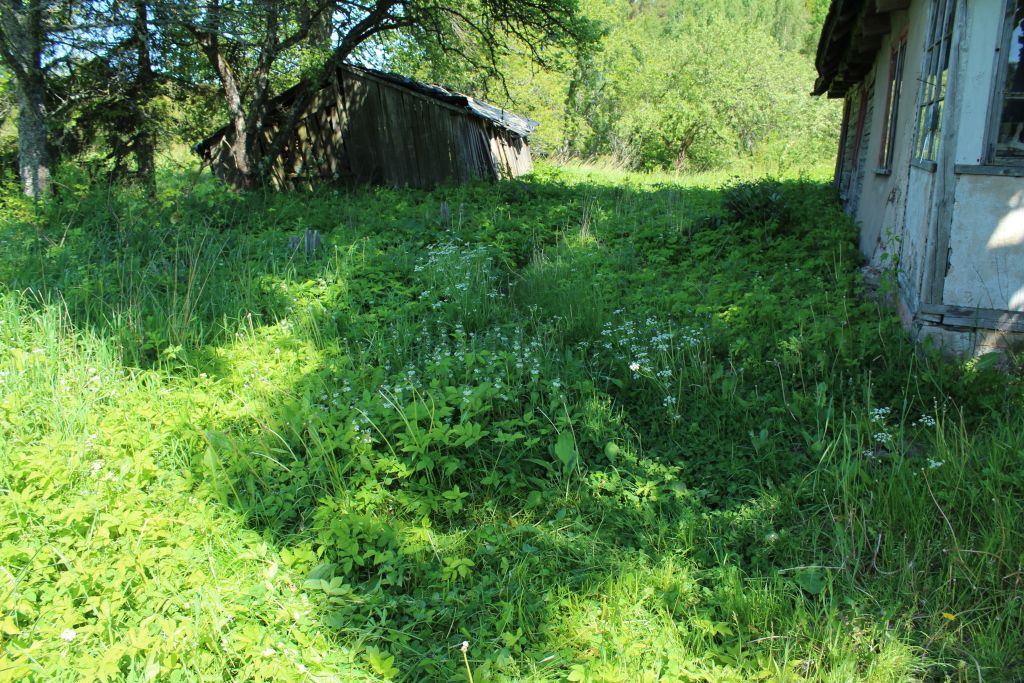 Home front overgrown with grass