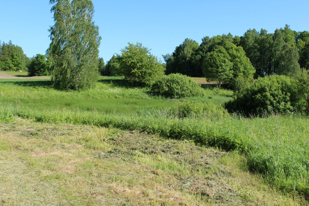 Overgrown territory starts to look alike a lawn