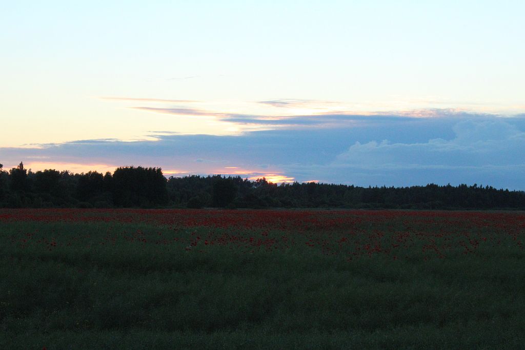 Poppy field near Viesāti