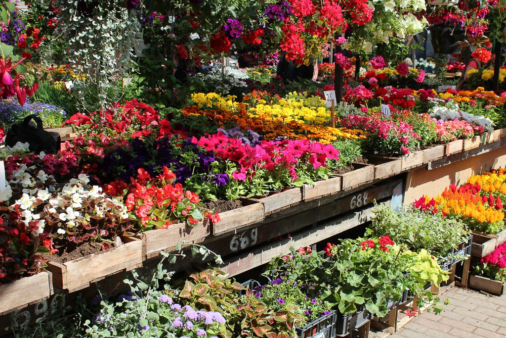 Flowers and plants for sale at Riga Central market