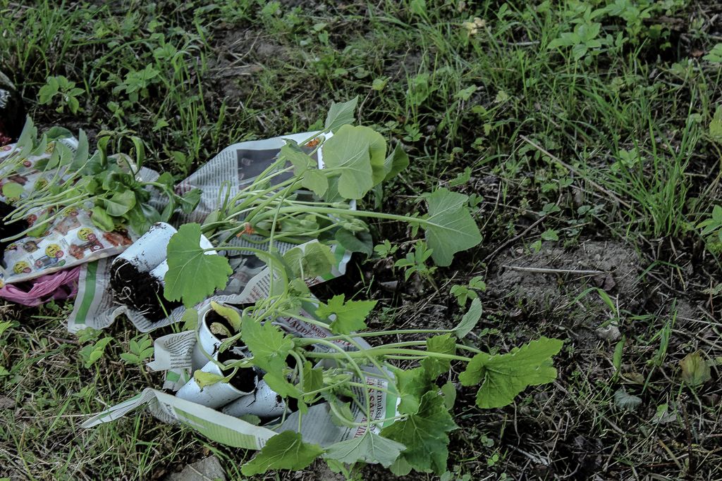 Cucumber (and other) seedlings