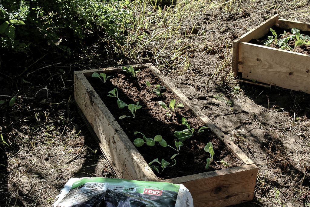 Seedlings planted into box