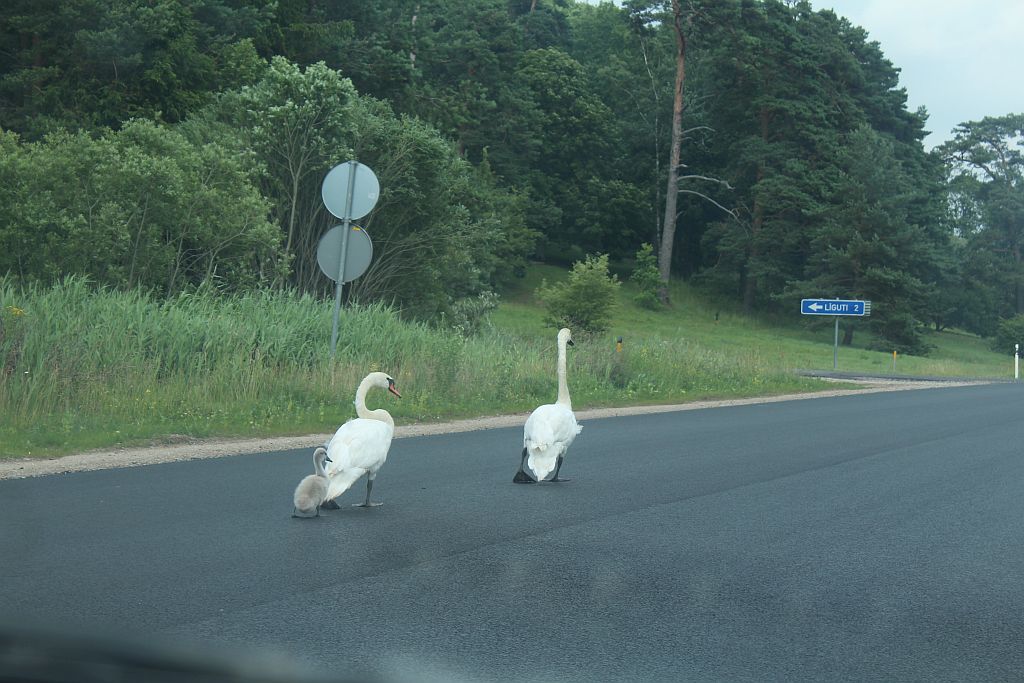 Swan family walking in the middle of highway
